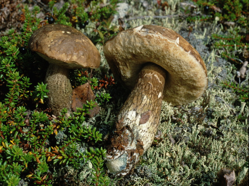 Specie interessanti dalla Lapponia 3 alcune boletaceae